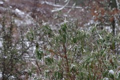 Buddleja salviifolia