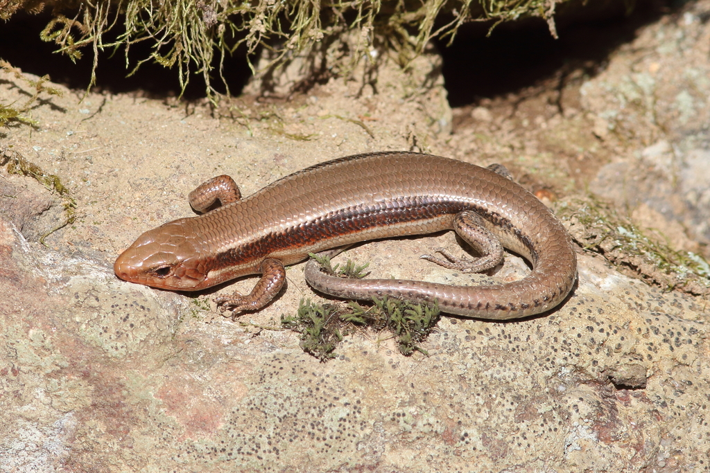 Japanese Skink