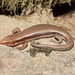 Japanese Skink - Photo (c) R.J. Adams, some rights reserved (CC BY-NC)