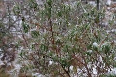 Buddleja salviifolia