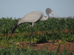Blue Crane photo 3