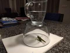 Tettigonia viridissima