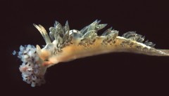 Coryphella cooperi