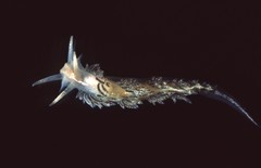 Coryphella cooperi