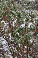 Buddleja salviifolia