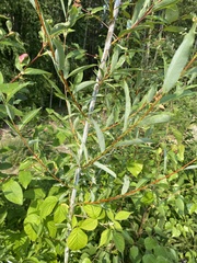 Salix rorida