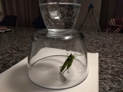 Tettigonia viridissima