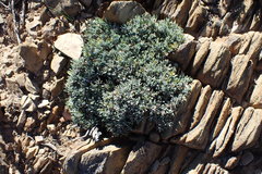 Macledium spinosum