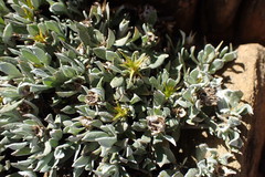 Macledium spinosum