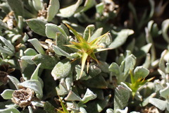 Macledium spinosum