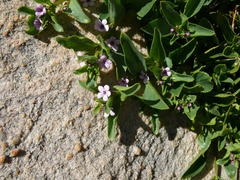 Teedia lucida