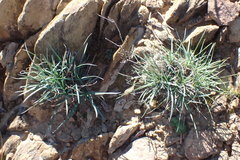 Dianthus basuticus fourcadei