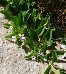 Teedia lucida