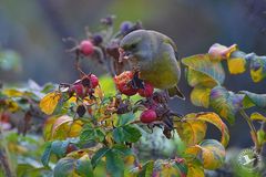 Chloris chloris