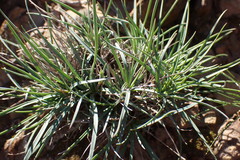 Dianthus basuticus fourcadei
