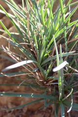 Dianthus basuticus fourcadei