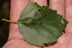 Eriophyes leionotus