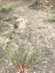 Juncus ranarius