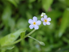 Myosotis welwitschii