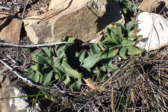 Chlorophytum crispum