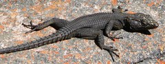 Hemicordylus capensis