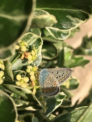 Polyommatus