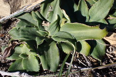 Chlorophytum crispum