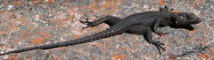 Hemicordylus capensis