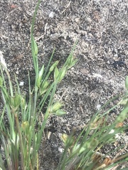 Juncus ranarius
