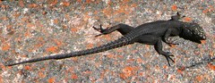Hemicordylus capensis