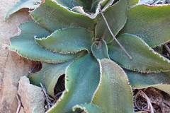 Chlorophytum crispum