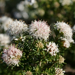 Agathosma gonaquensis