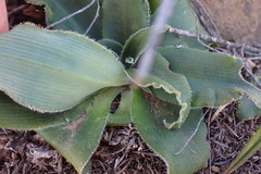 Chlorophytum crispum