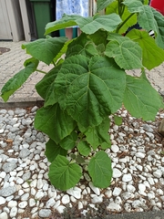 Paulownia tomentosa