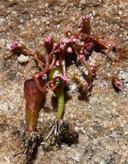 Crassula aphylla