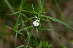Euphrasia tricuspidata