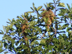 Colius striatus minor