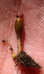 Crassula aphylla