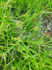 Cyperus fuscus