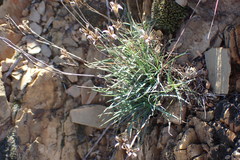Dianthus basuticus fourcadei