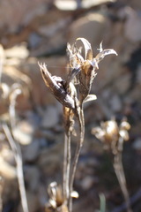 Dianthus basuticus fourcadei