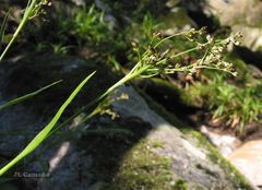 Luzula sylvatica henriquesii