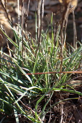 Dianthus basuticus fourcadei