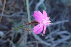 Dianthus basuticus fourcadei