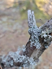 Pseudevernia furfuracea