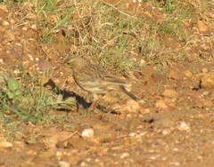 Certhilauda curvirostris brevirostris