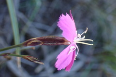 Dianthus basuticus fourcadei
