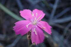 Dianthus basuticus fourcadei