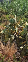 Opuntia ficus-indica