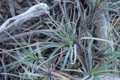 Dianthus basuticus fourcadei
